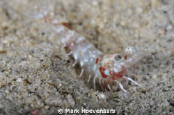 Shrimp at Night. by Mark Hoevenaars 